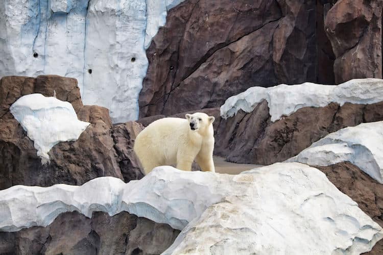 Orso Polare allo Zoo di Ueno