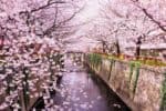 Fiori di ciliegio in Giappone