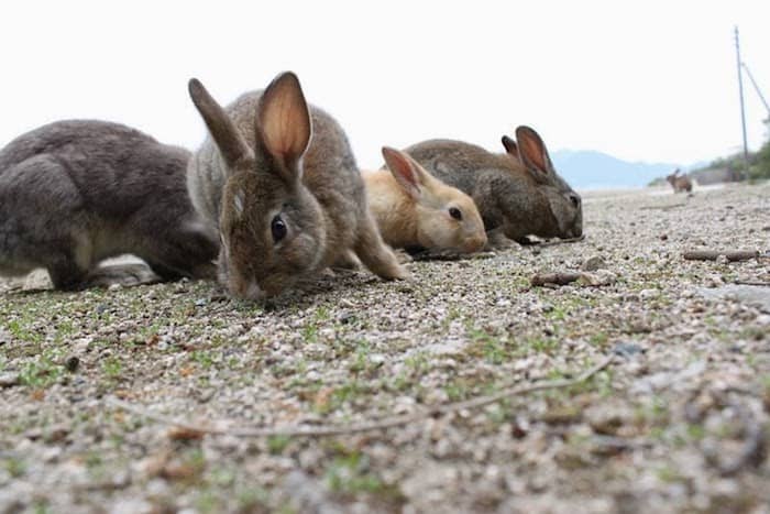 I conigli di okunoshima